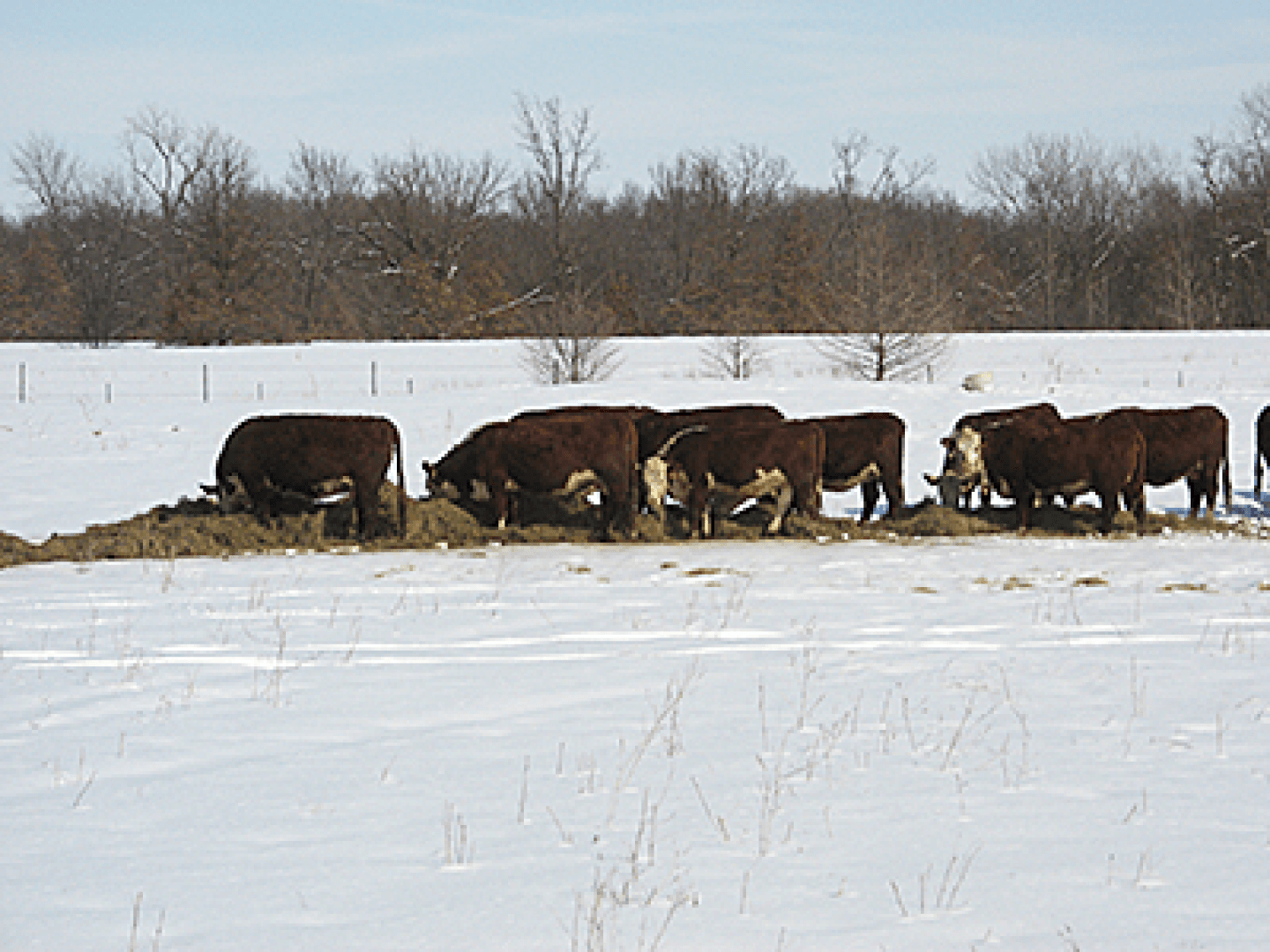 winter field with hay and cows